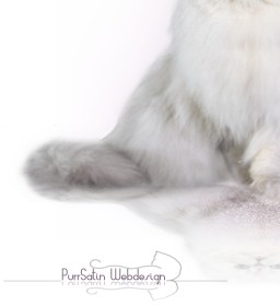 PurrSatin das Markenwebdesign