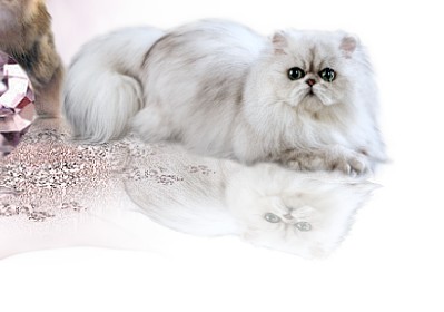 PurrSatin das Markenwebdesign